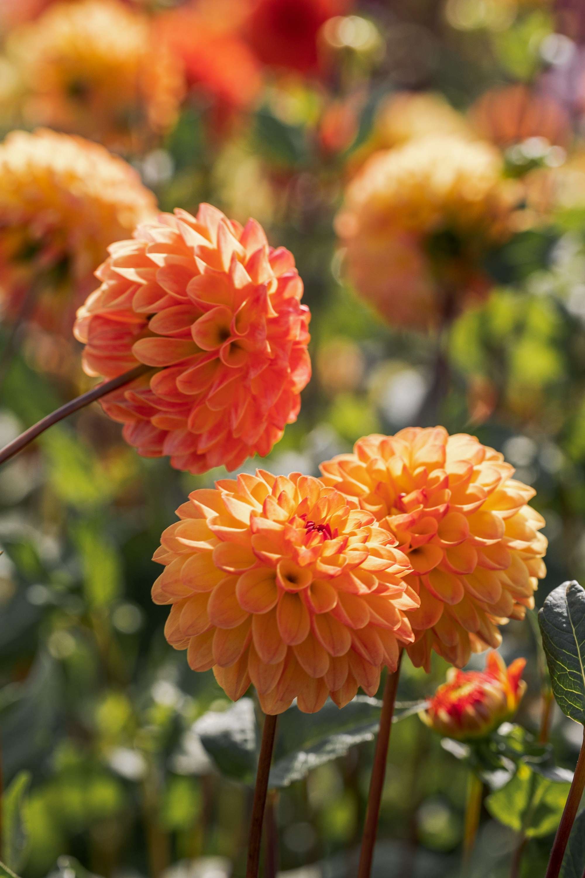 Dahlia Jowey Chantal